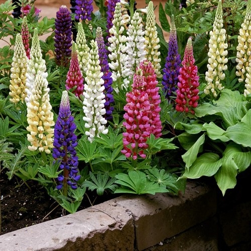 Lupin gallery plants pot - gallery,